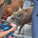 Chez Dikke Vriend, Et Taverne