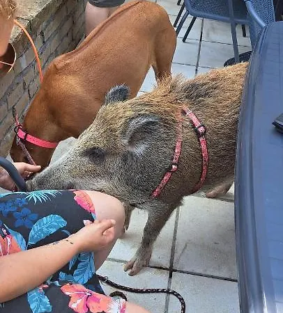 Chez Dikke Vriend, Et Taverne